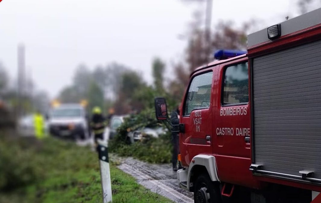 Castro Daire Homem atingido por árvore em Gosende mobiliza bombeiros